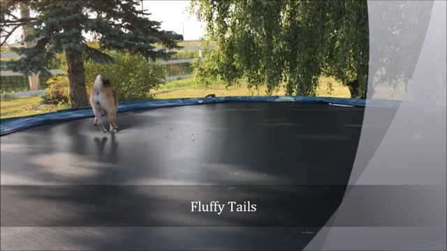 Shiba Inu salta de alegría en un trampolín en el patio
