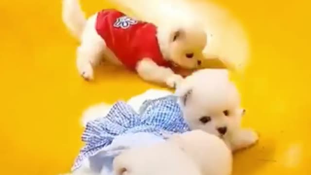 cute puppies sliding