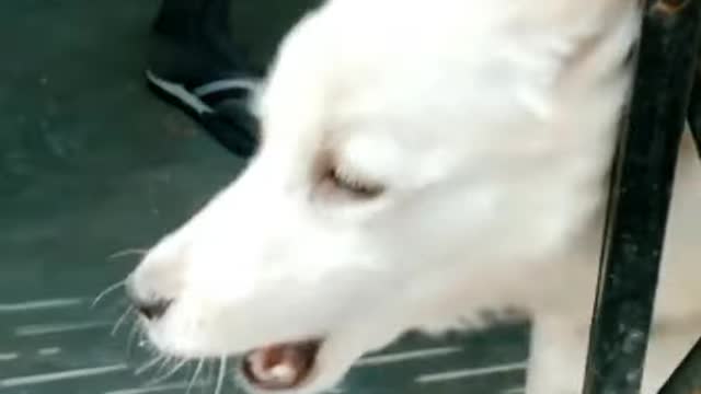 Angry of dog,