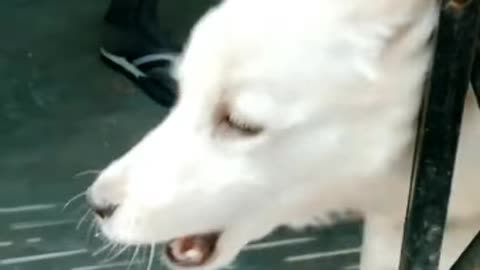 Angry of dog,