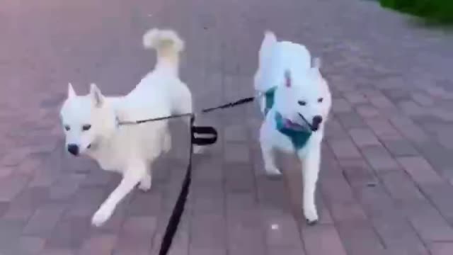 A happy day starts with looking at pets; today is a happy dog