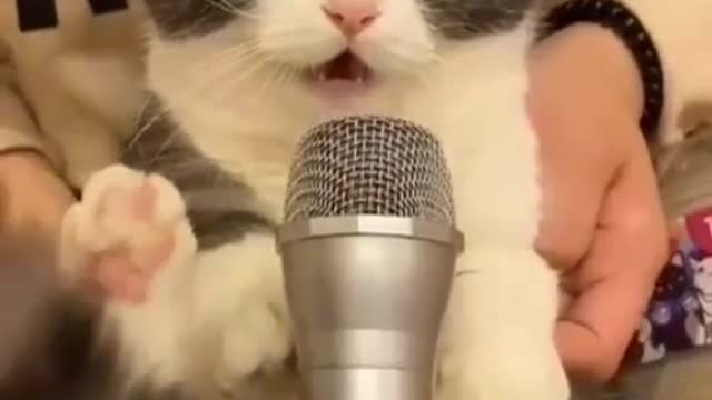 Baby cute cat singing vedio funny funny