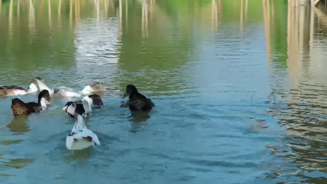 Duck Eggs Harvest And Feeding Hundreds of Animals -The Secret to A Successful Duck Raising(New pets)