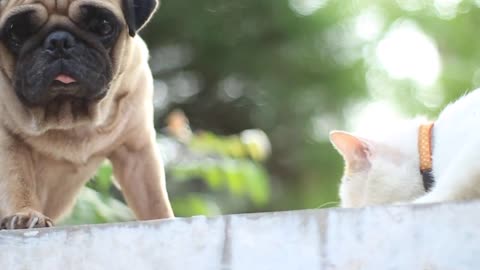 Do Pugs Get Along with Cats Beautiful Bella & Garfield Chilled in the Sunset