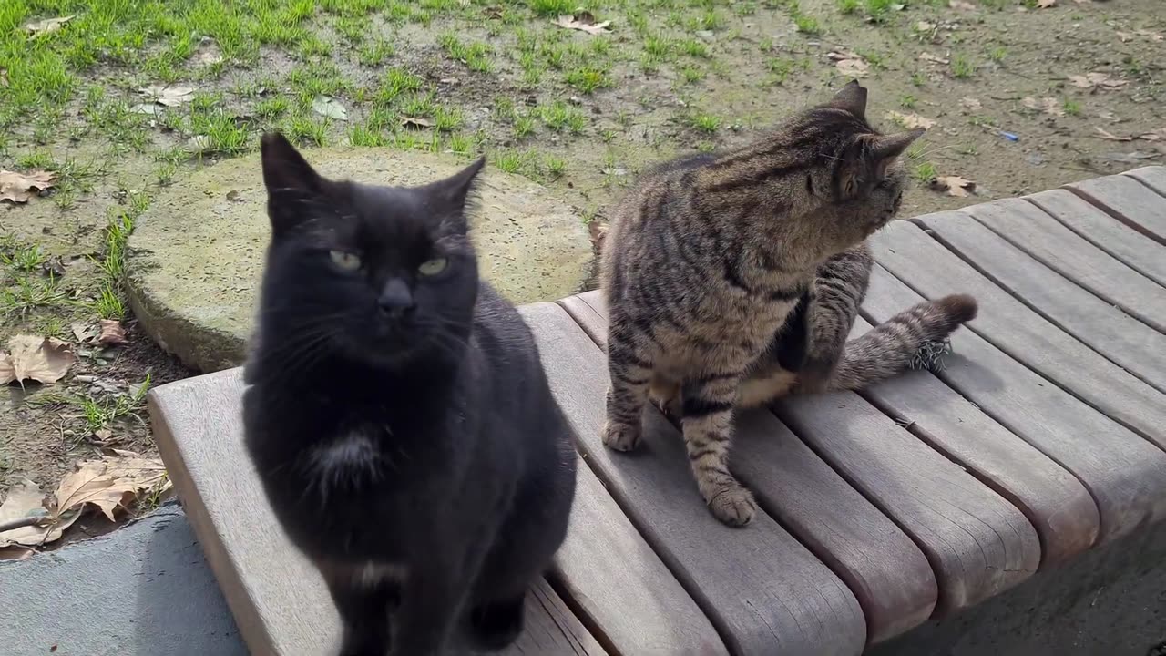 Tabby cat slaps the black cat that bothered her