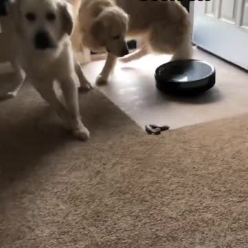 Dont turn that machine on near me dog training