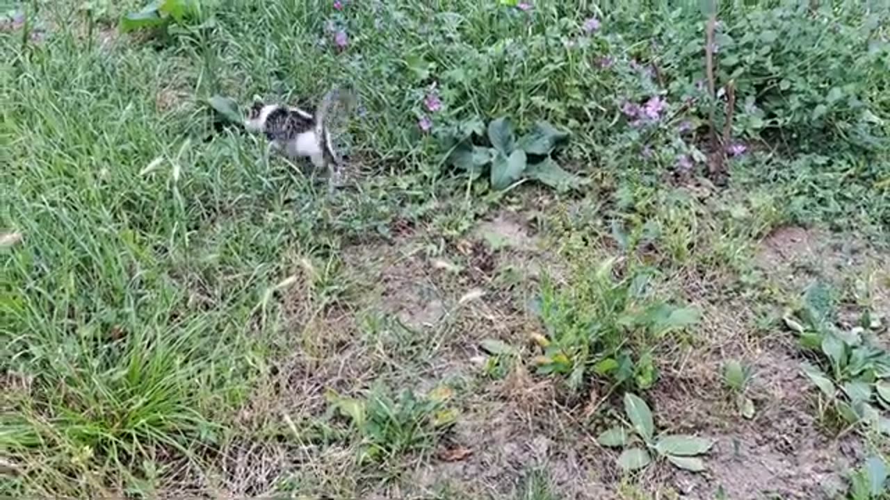 Cute kittens played after eating 🥰 Sweet and beautiful Kittens.