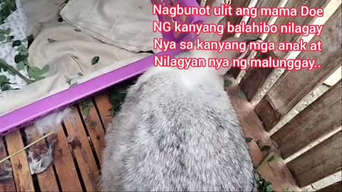 Nanganak na ulit Ang aming alagang rabbit