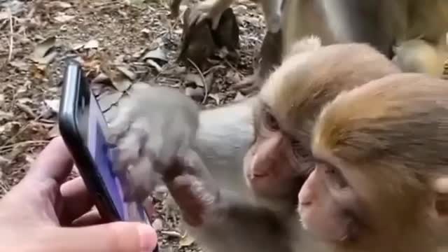 Funny monkeys watching mobile - Funny videos