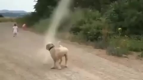 Dog Stops Tornado from Forming