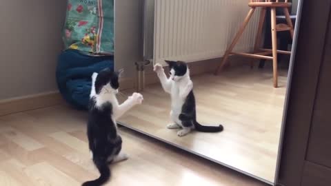 mirror cat