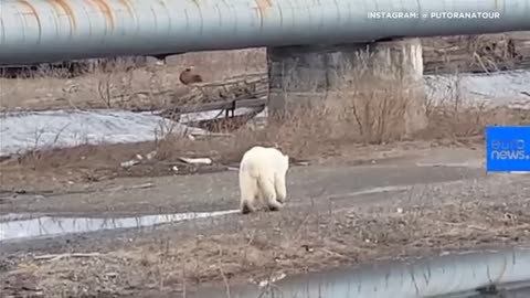 Hungry polar bear wanders major Russian town as wildfires rage across Arctic Cir