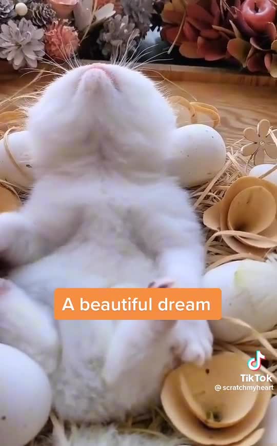 Pet beautiful dream amazing tiktok video