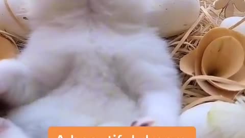 Pet beautiful dream amazing tiktok video