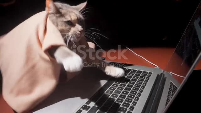 Watch the training and use of cats for the computer Humor and fun in the use of the computer Humor