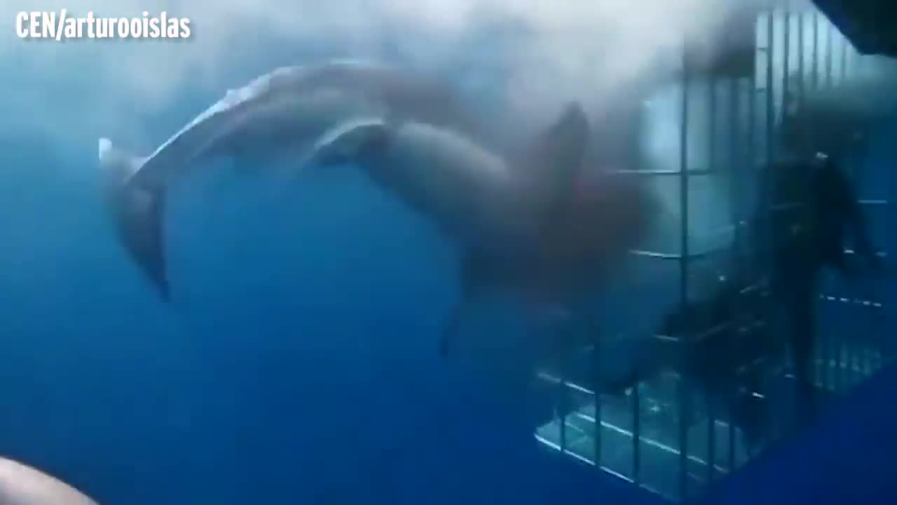 Great white shark dies after lunging at divers in cage and getting trapped