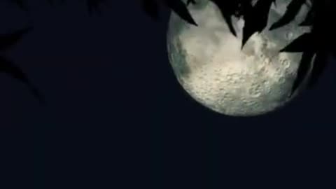 Night Sound on a Full Moon