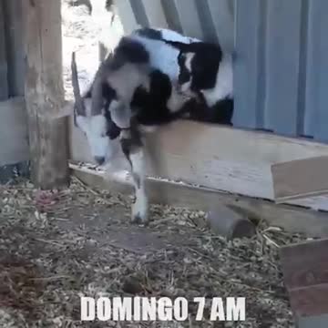 Goat drinking wine watch the funny video