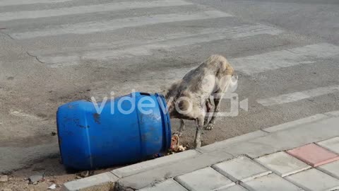 A sick stray dog eating from a garbage can on the road