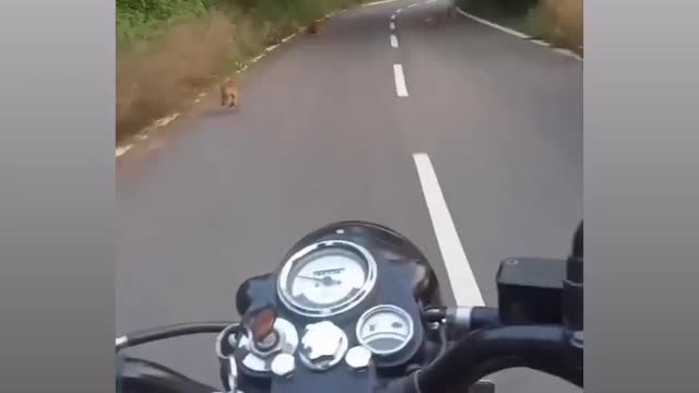 Ride biking in Himachal Pradesh on India