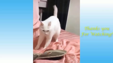 Very funny cats and cute