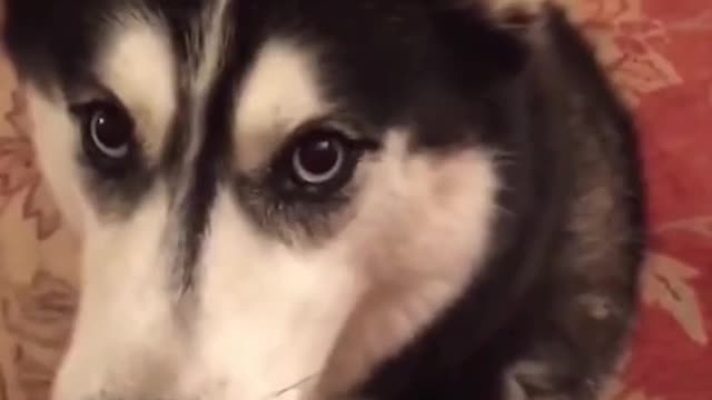Dog saying I Love You 😂😂😂😂😂😂