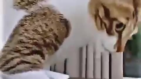 funny animal video