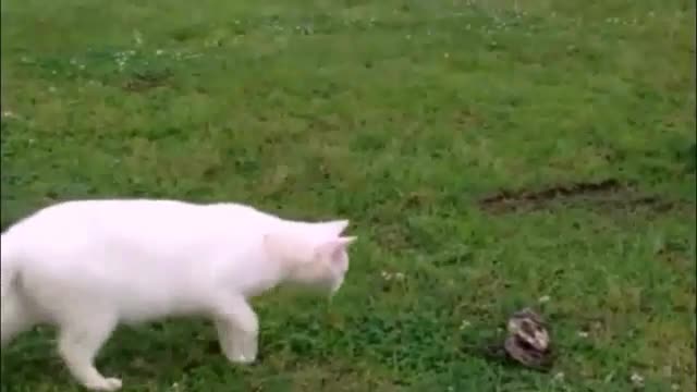 cat vs snake who's the victor