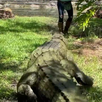 Dundee the Giant Saltwater Crocodile