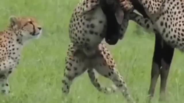Cheetah Power 🔥🔥😱😱👏💯