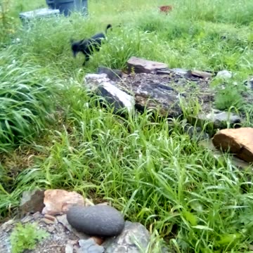 season over, final video, Artemisia annua garden update. part one.