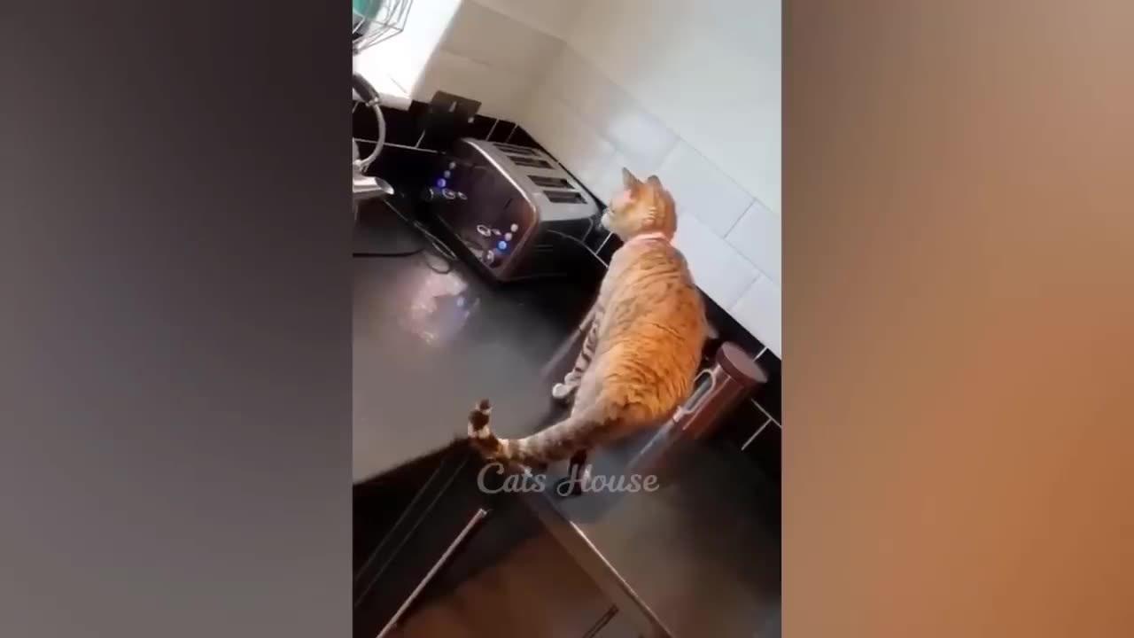 New Funny Cat and Dogs