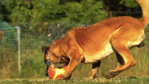 This is a cute dog watch how he plays