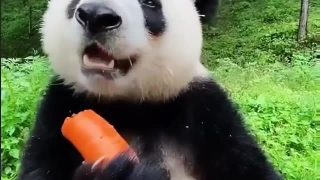 Cute Panda Eating A Carrot 🥕