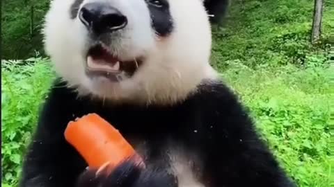 Cute Panda Eating A Carrot 🥕