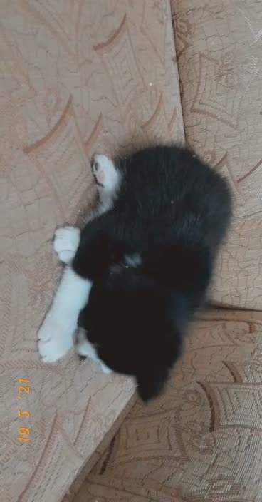 The most beautiful video playing the cat in its tail, something wonderful