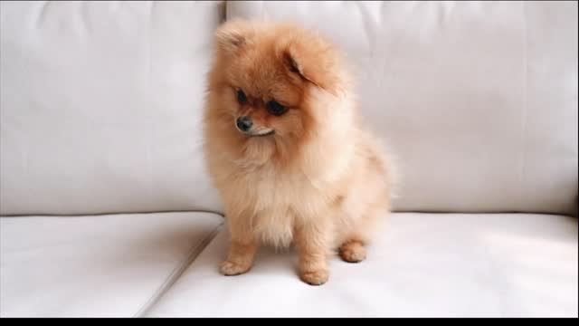 NEW FUNNY CUTIE DOGS VIDEOS 2022 PART 3