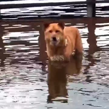 How do you get him to move