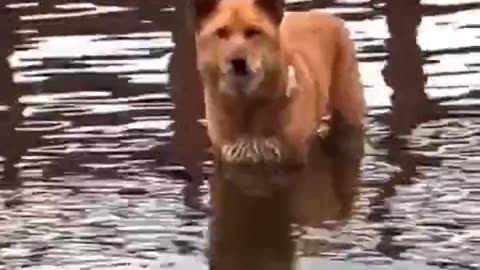 How do you get him to move