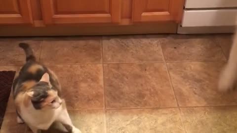 Large white dog tries to play with cat in kitchen