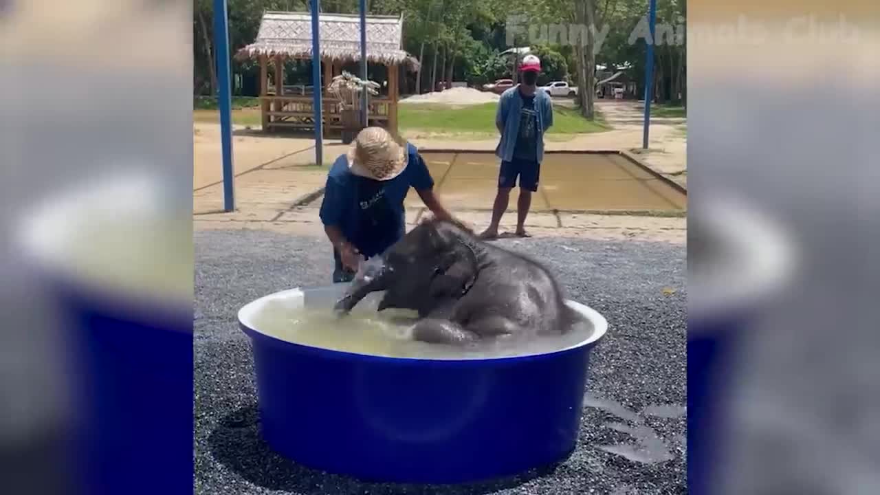 Funny Animal Videos 2022 π - Funniest Cats And Dogs Videos πΊπ #20