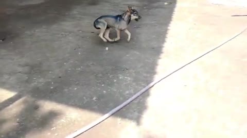Prank Dog So Funny Dog Prank 2021 Try To Stop Laugh Challenge