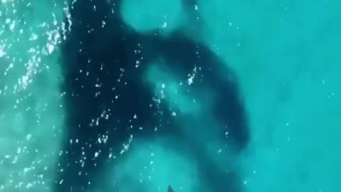 Wildlife