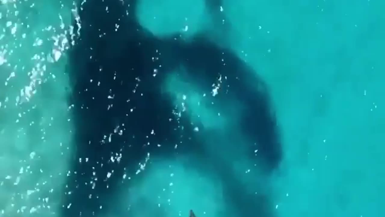 Wildlife