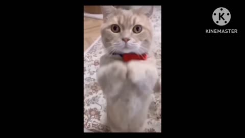 #short #viral #funnycat