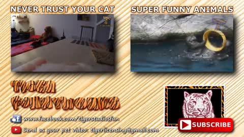 CATS COMPILATIONS