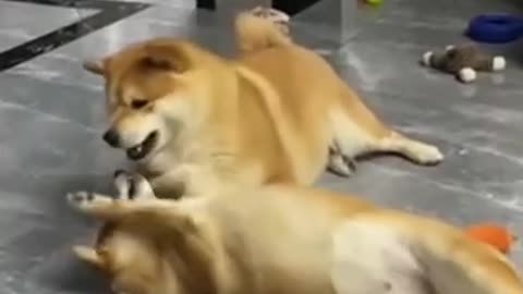 Funny Cat and Dog Videos Compilation