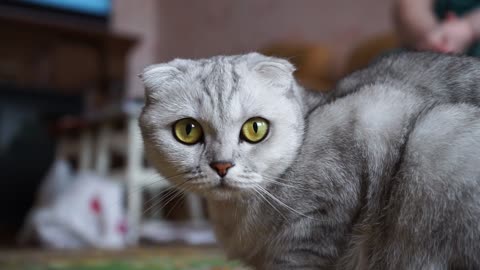 Extreme Close-up Shot of a Cat Looking Dangerous