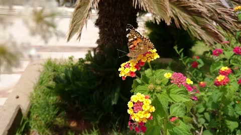 Relax with this music, butterfly and flowers