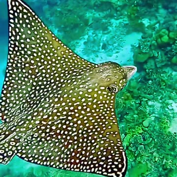 Colorful fish in the world